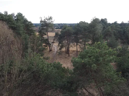 Kalmthoutse Heide, Kalmthout (België)